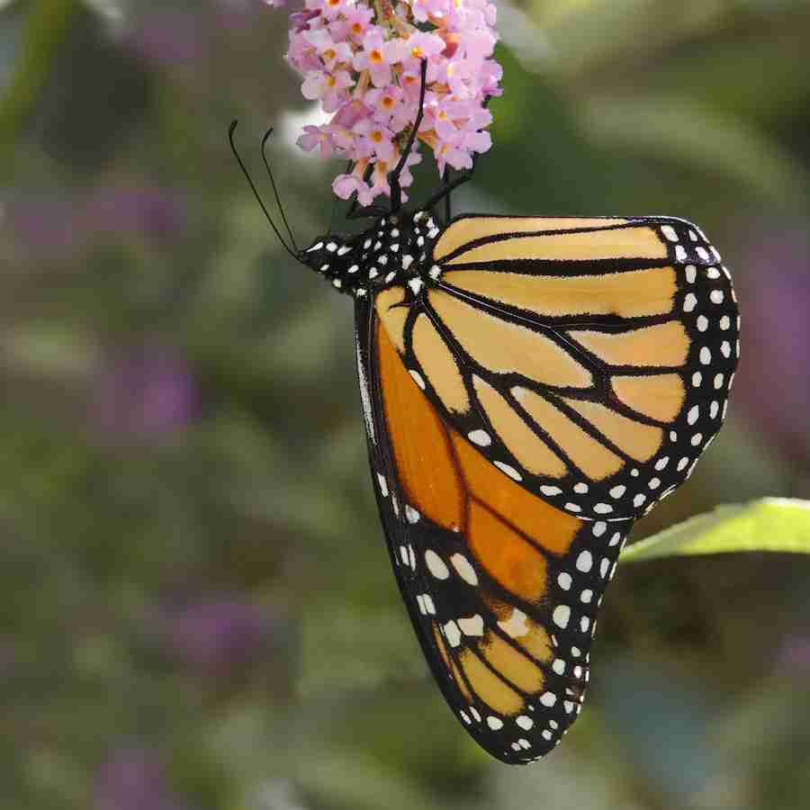 A closeup view of a monarch butterfly